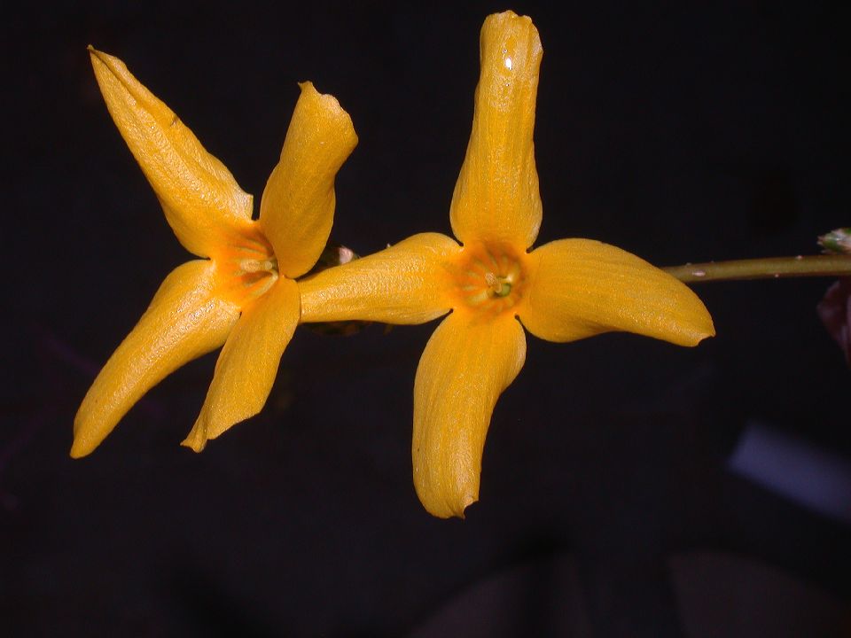 Oleaceae Forsythia suspensa