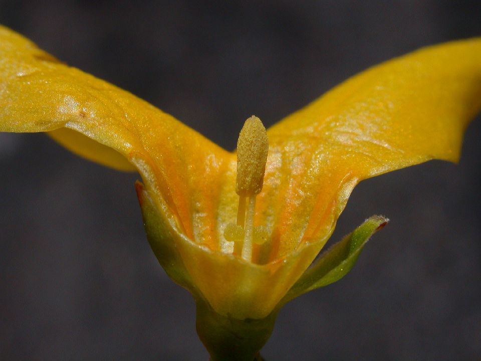 Oleaceae Forsythia suspensa