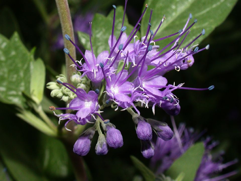 Lamiaceae Caryopteris X cladonensis