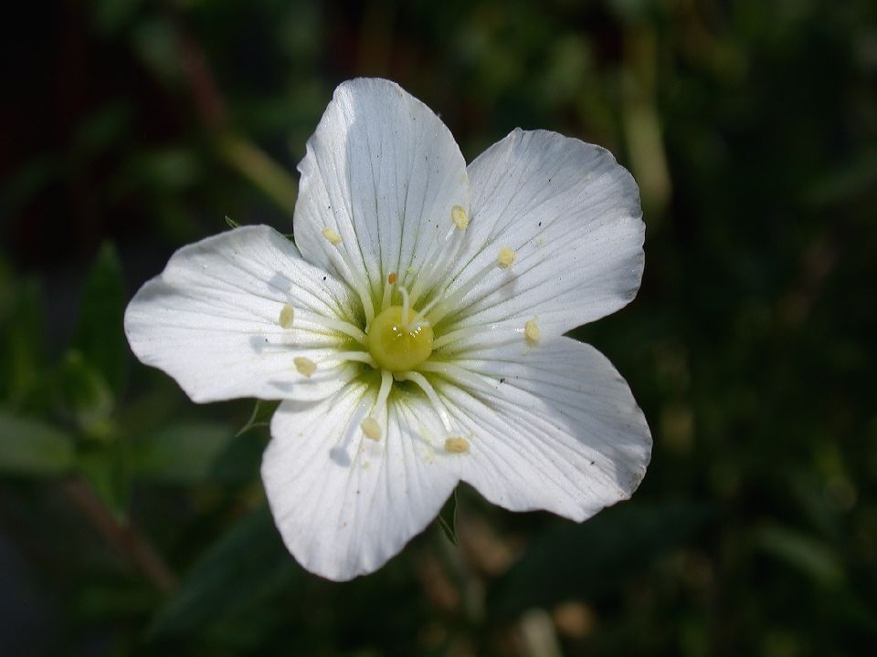 Caryophyllaceae Arenaria montana