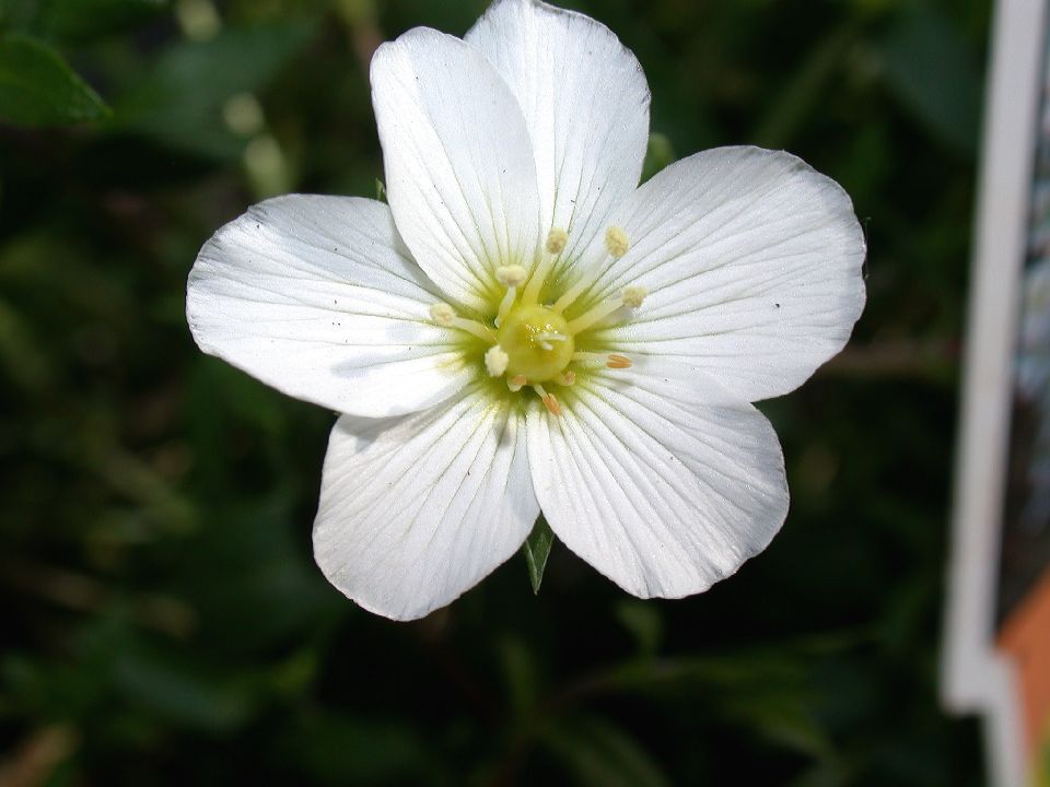Caryophyllaceae Arenaria montana