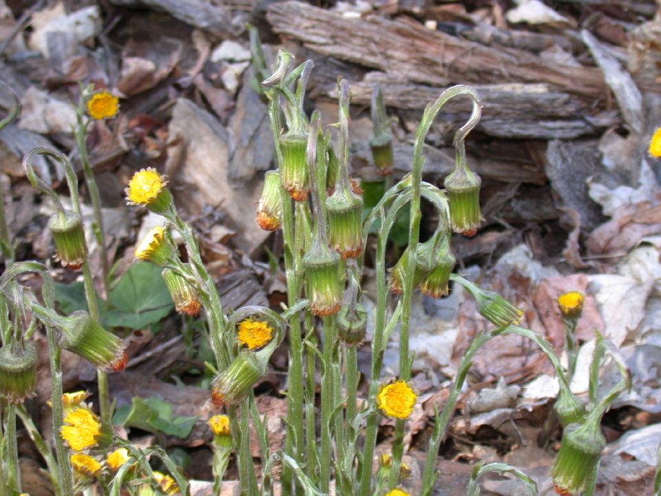 Asteraceae Tussilago farfara