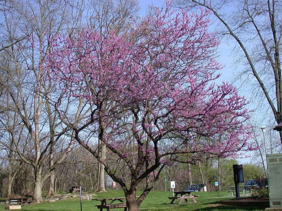 Fabaceae Cercis canadensis