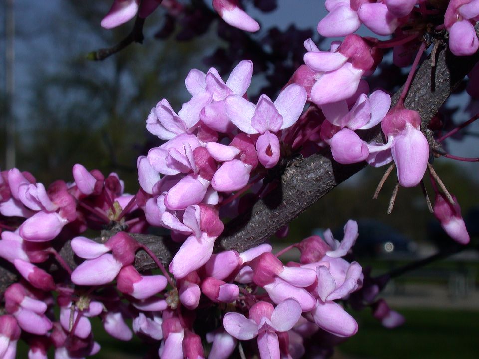 Fabaceae Cercis canadensis