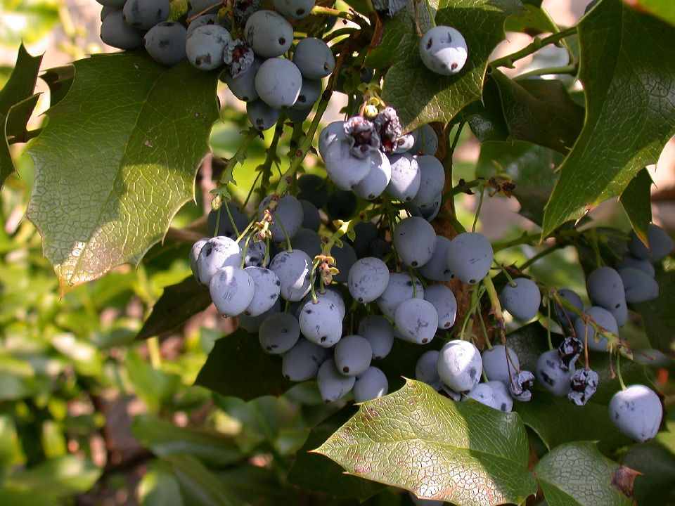 Berberidaceae Berberis aquifolium