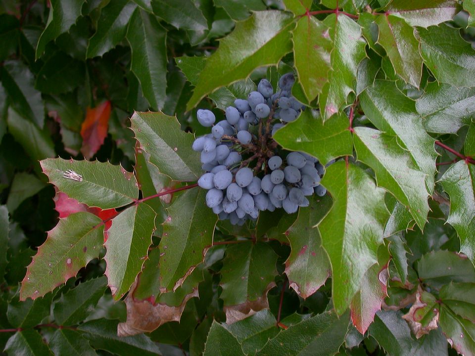 Berberidaceae Berberis aquifolium