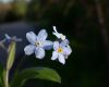 image of Myosotis sylvatica