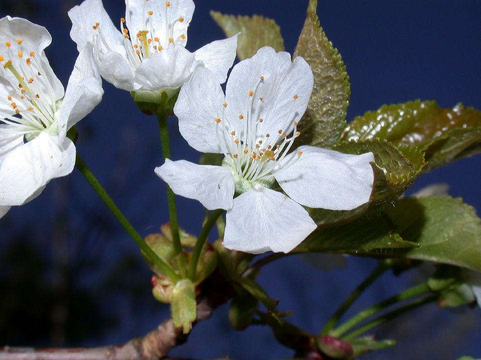 Rosaceae Prunus avium