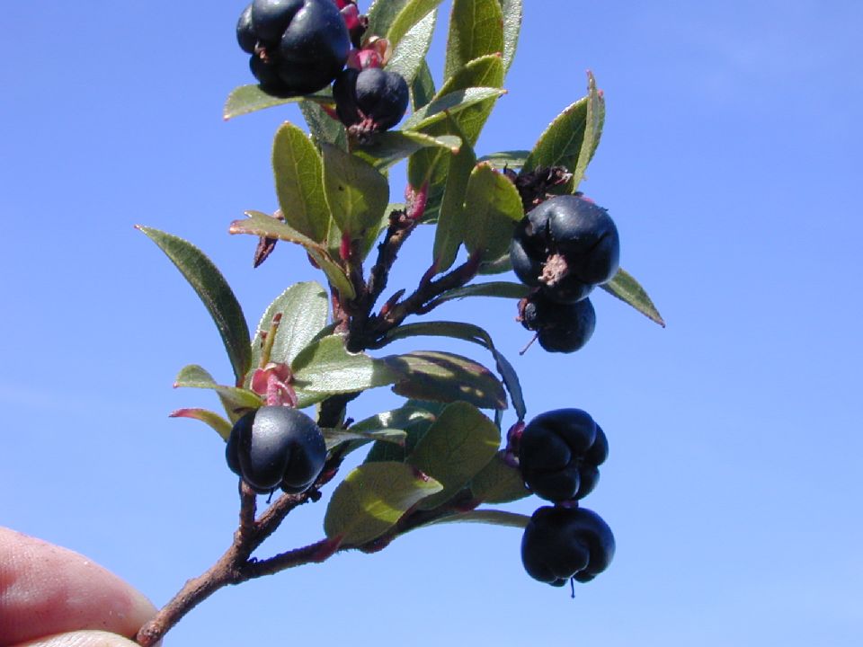 Ericaceae Gaultheria schultesii