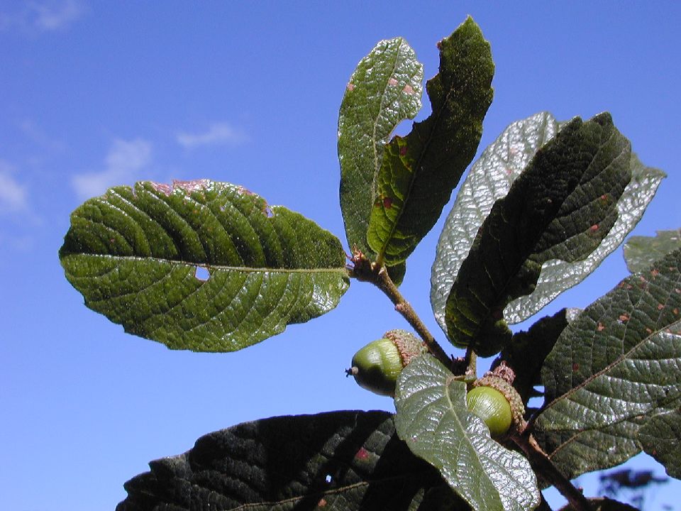Fagaceae Quercus glabrescens