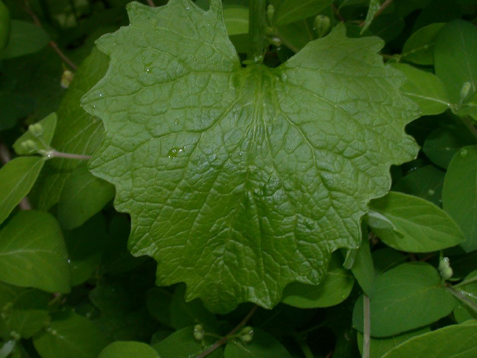 Brassicaceae Alliaria petiolata