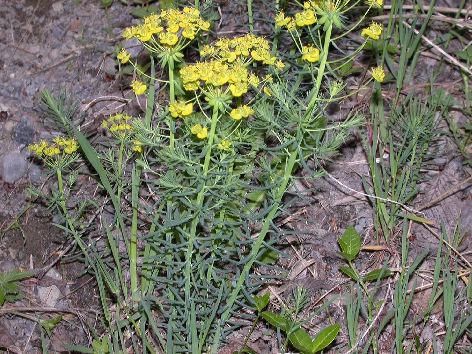 Euphorbiaceae Euphorbia cyparissias