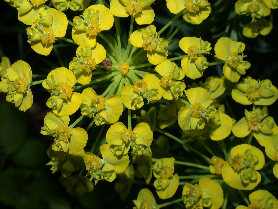 Euphorbiaceae Euphorbia cyparissias