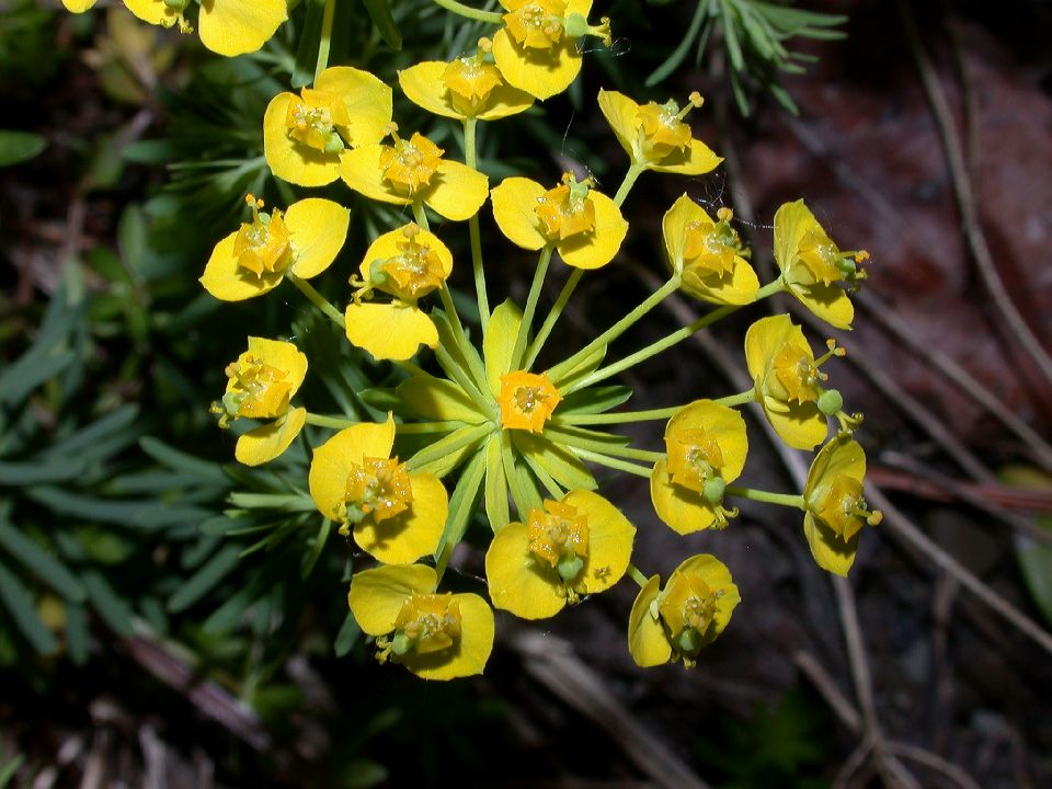 Euphorbiaceae Euphorbia cyparissias