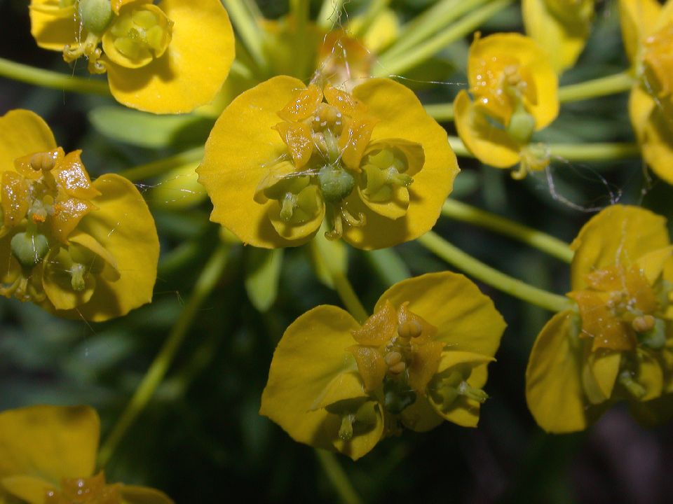 Euphorbiaceae Euphorbia cyparissias