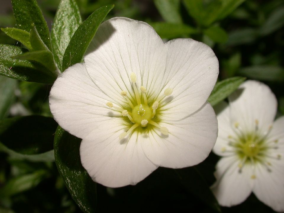 Caryophyllaceae Arenaria montana