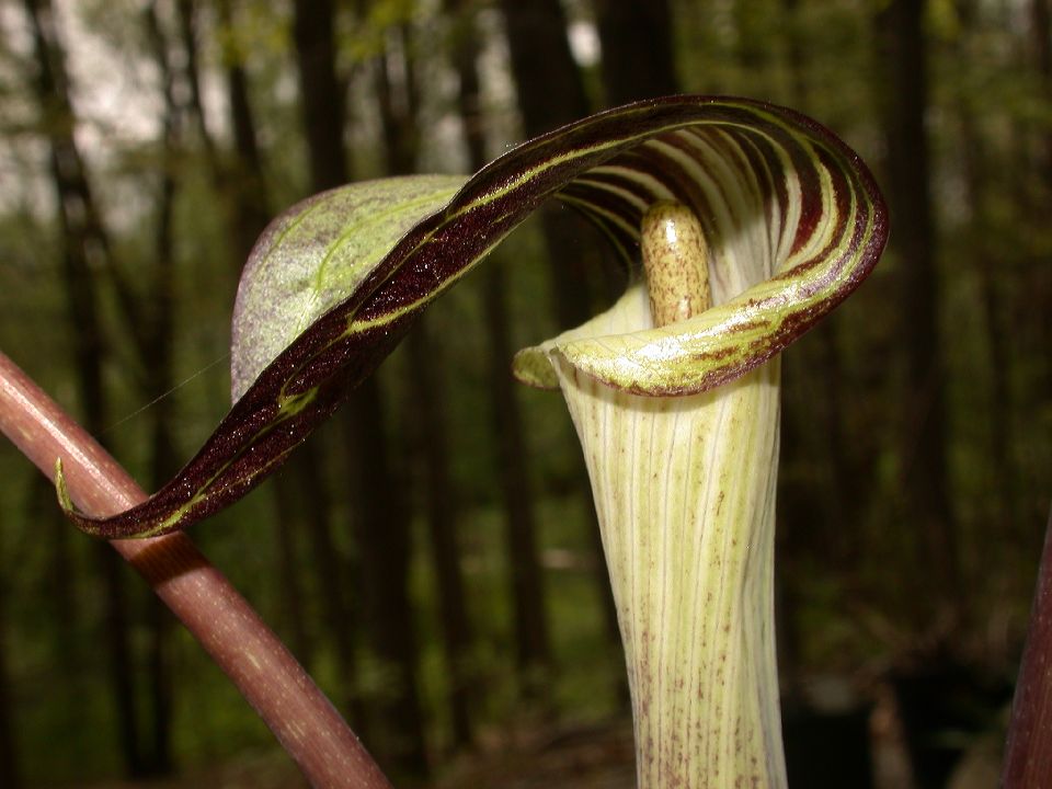 Araceae Arisaema triphyllum