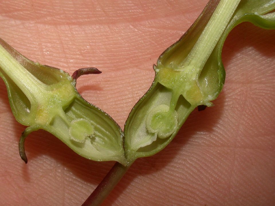 Campanulaceae Burmeistera 