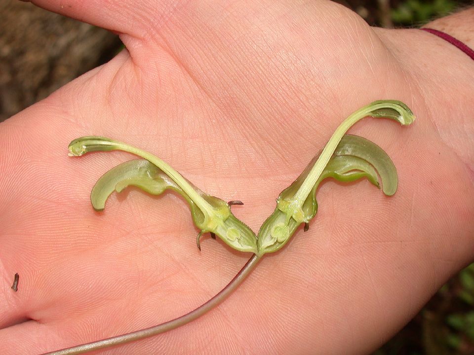 Campanulaceae Burmeistera 