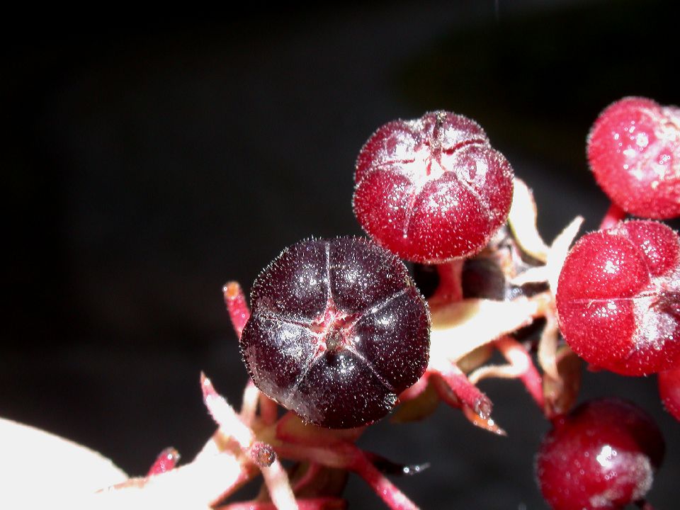 Ericaceae Gaultheria erecta