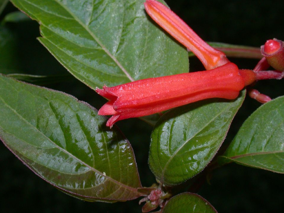 Rubiaceae Hamelia 