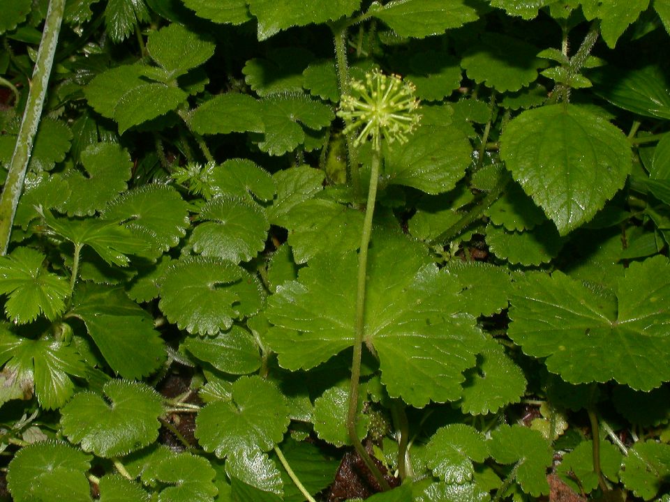 Araliaceae Hydrocotyle 