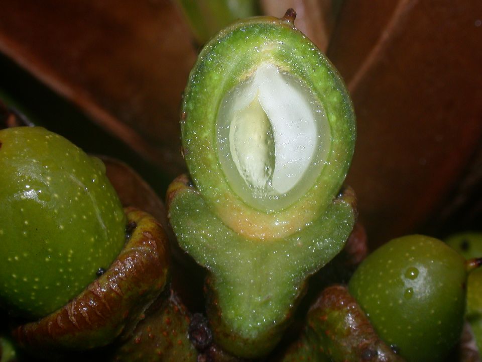 Lauraceae Ocotea calophylla