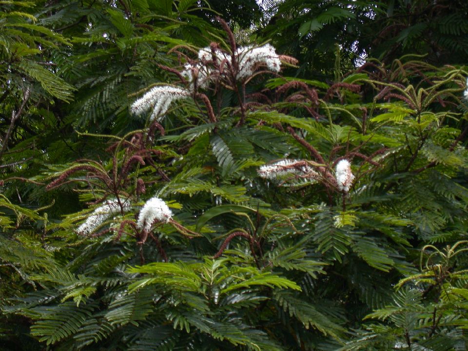 Fabaceae Pentaclethra macroloba