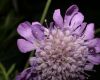 image of Scabiosa 