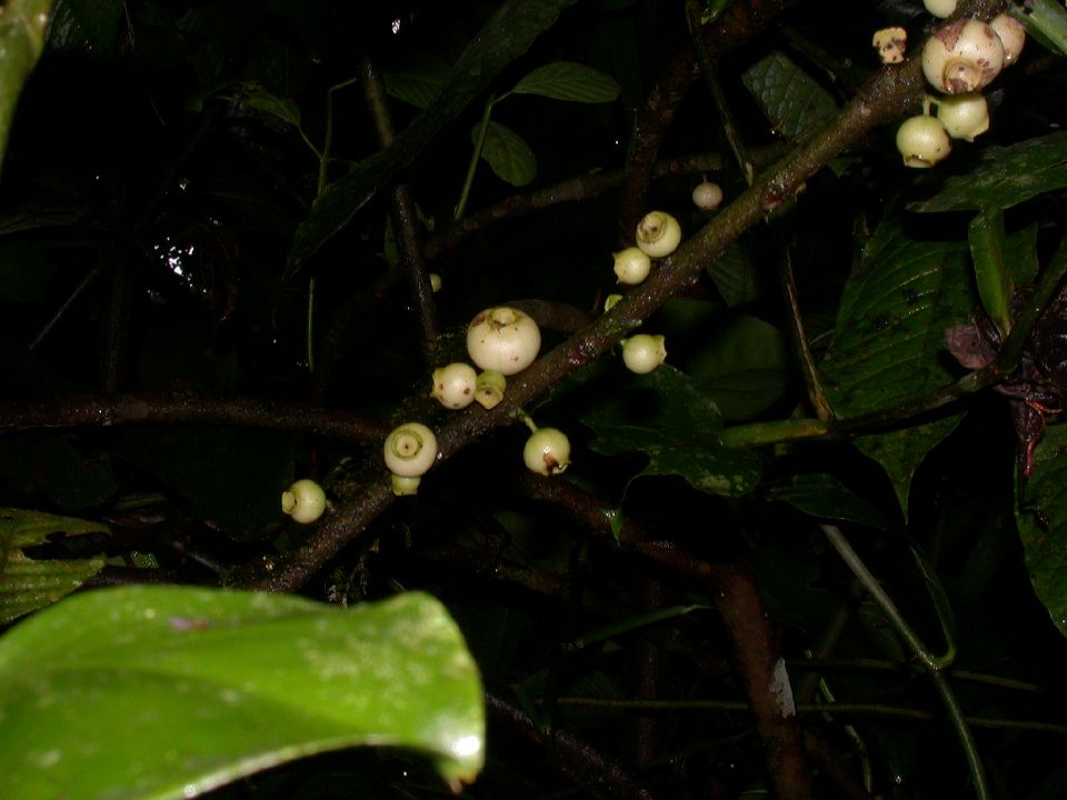Monimiaceae Siparuna 