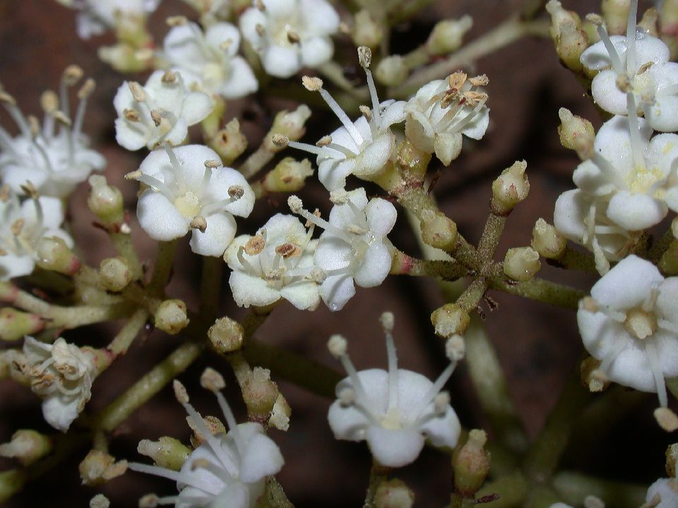 Adoxaceae Viburnum 