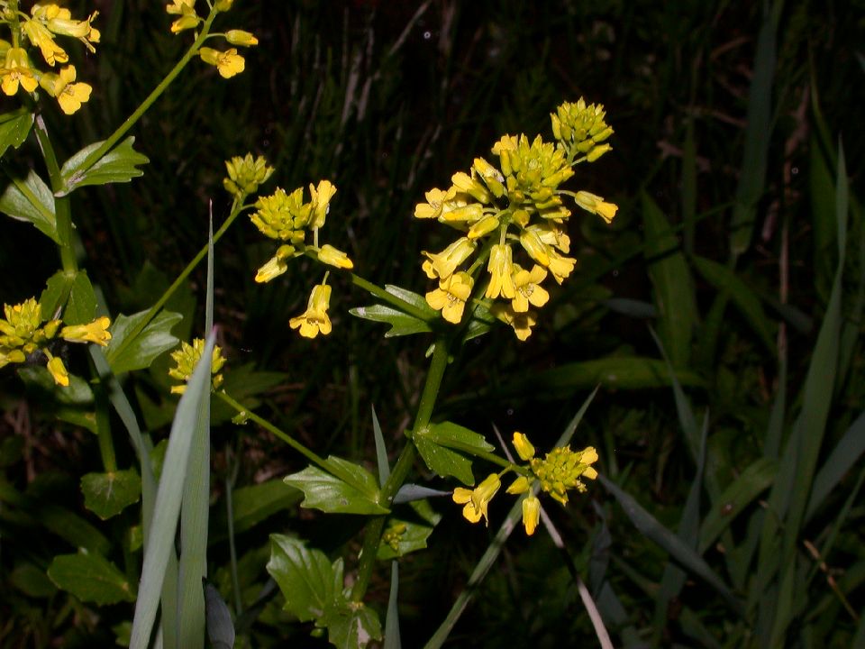 Brassicaceae Barbarea vulgaris