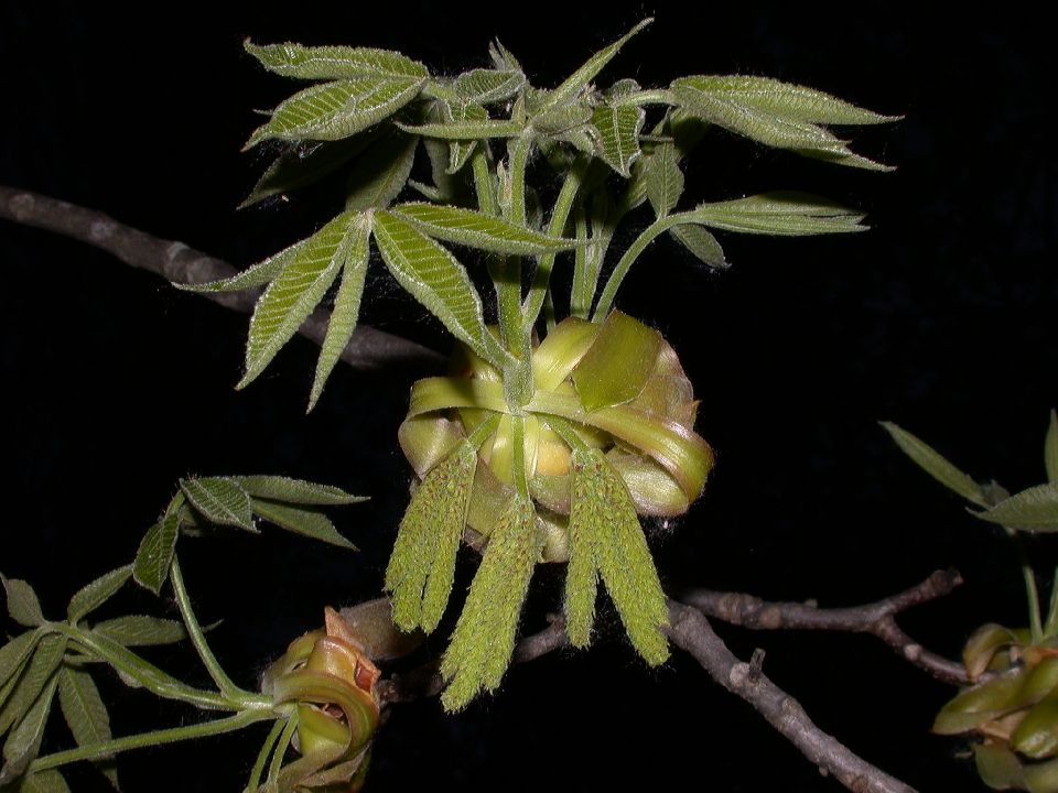 Juglandaceae Carya ovata