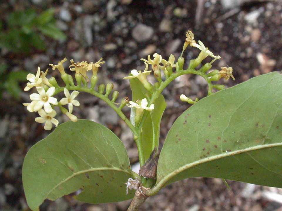 Rubiaceae Antirhea lucida