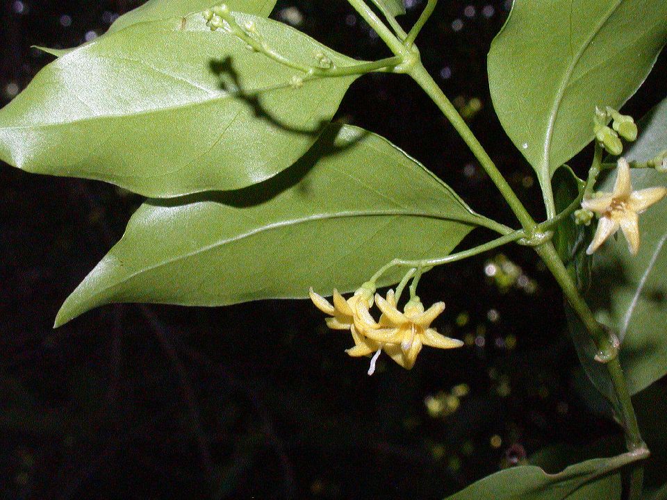 Rubiaceae Chiococca alba