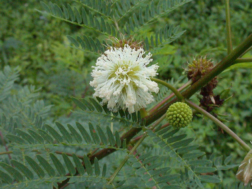 Fabaceae Leucaena leucocephala