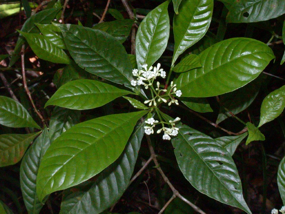 Rubiaceae Psychotria nervosa