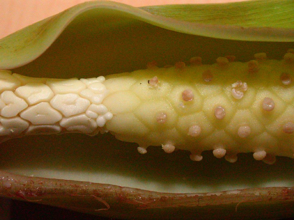 Araceae Syngonium podophyllum
