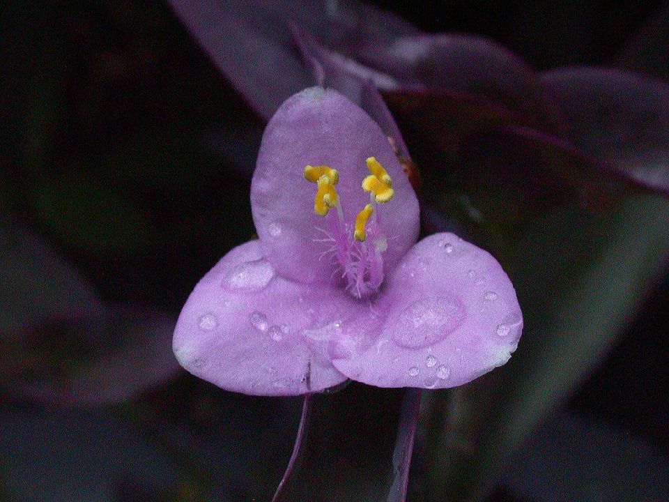 Commelinaceae Tradescantia pallida