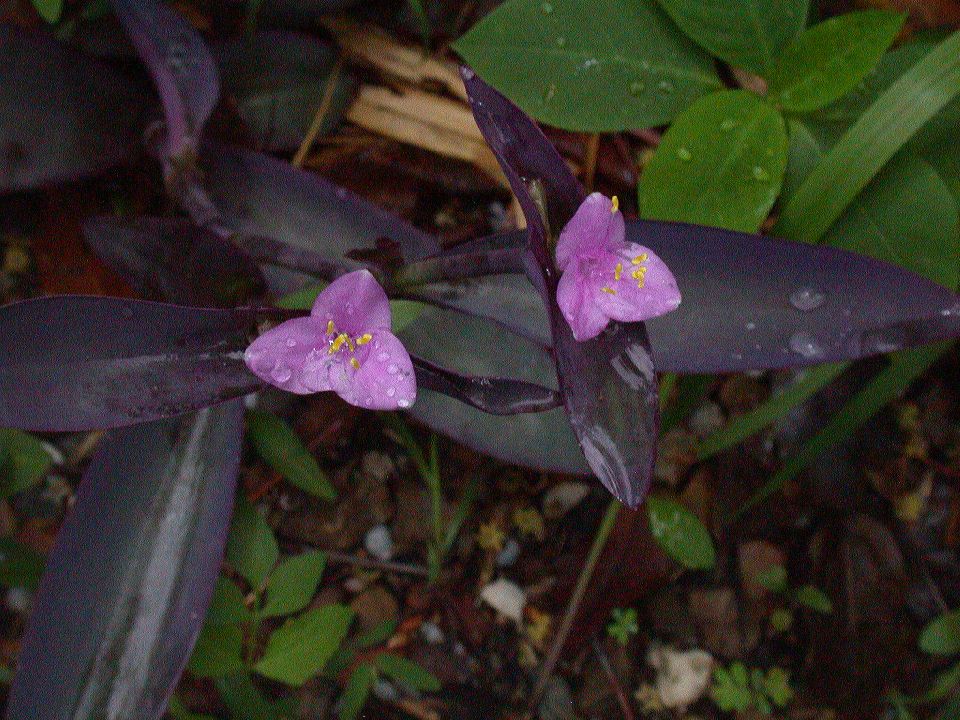 Commelinaceae Tradescantia pallida