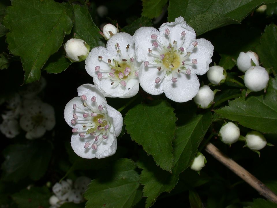 Rosaceae Crataegus 