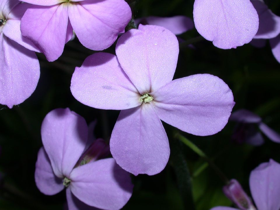 Brassicaceae Hesperis matronalis