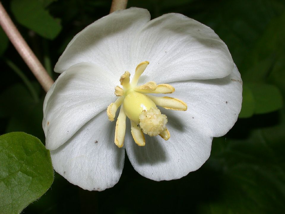 Berberidaceae Podophyllum peltatum