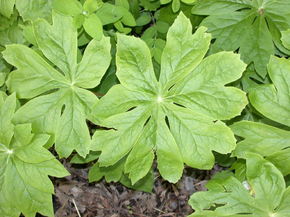 Berberidaceae Podophyllum peltatum