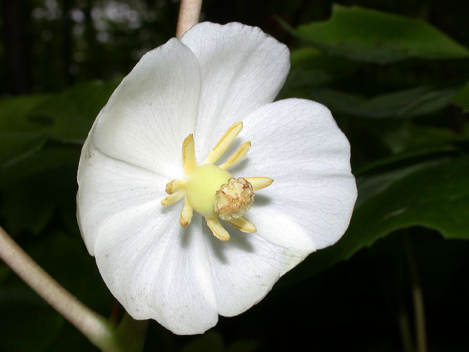 Berberidaceae Podophyllum peltatum