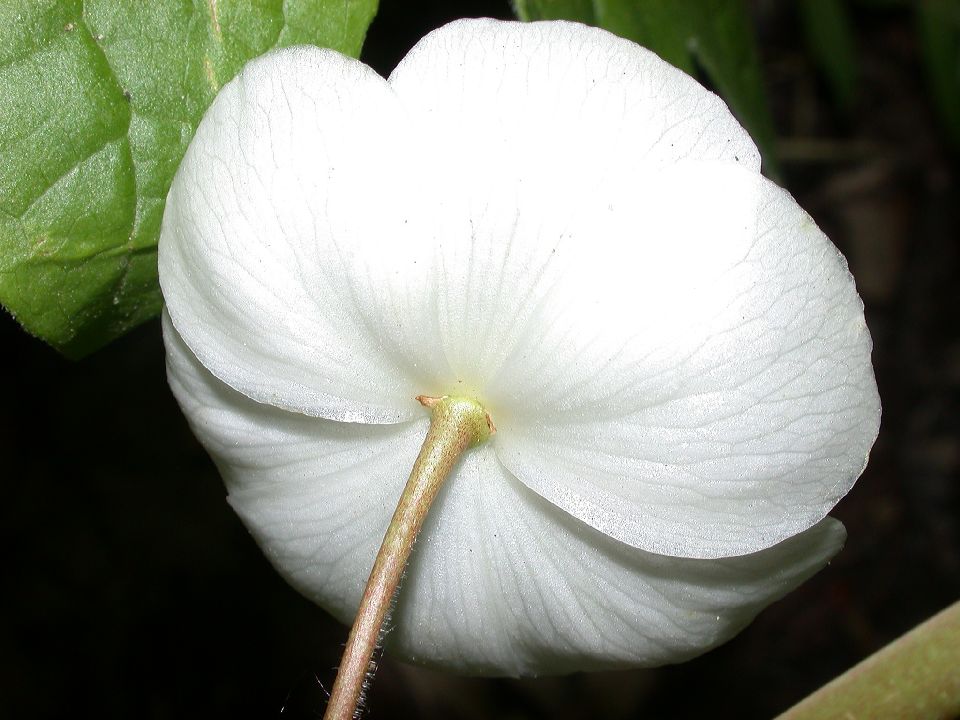 Berberidaceae Podophyllum peltatum