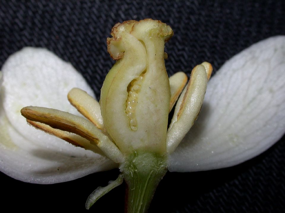 Berberidaceae Podophyllum peltatum