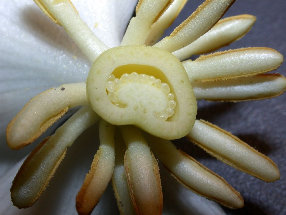 Berberidaceae Podophyllum peltatum