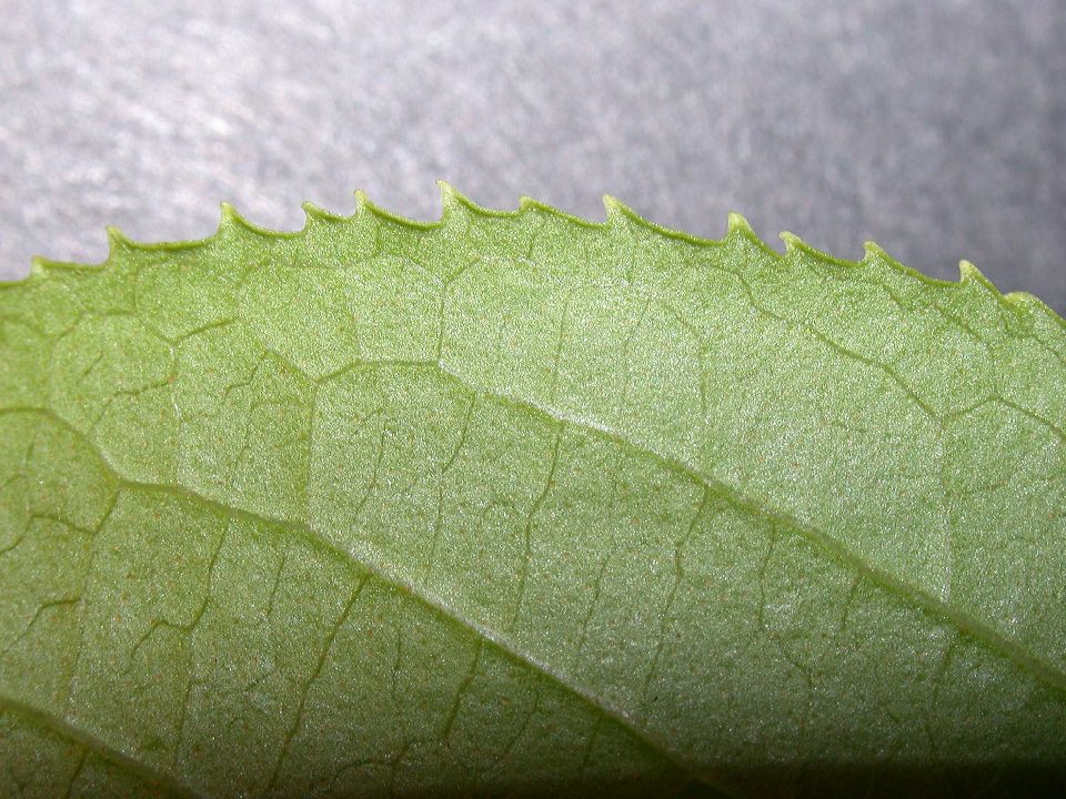 Adoxaceae Viburnum lentago