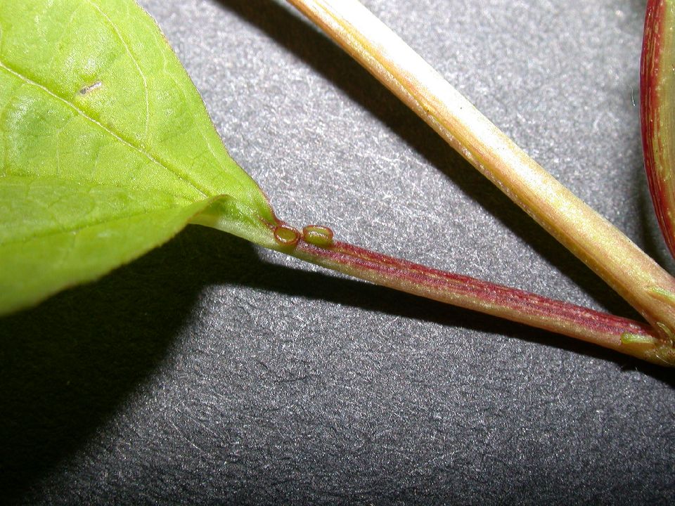 Adoxaceae Viburnum opulus